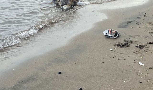 Bodrum'da ölü caretta caretta kıyıya vurdu