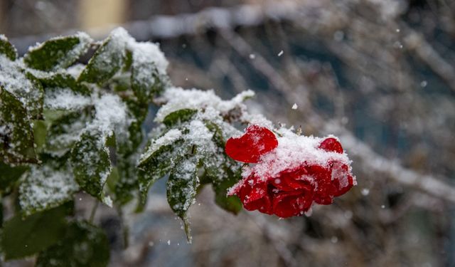 Erzurum, Ardahan ve Kars'ın yüksekleri karla kaplandı