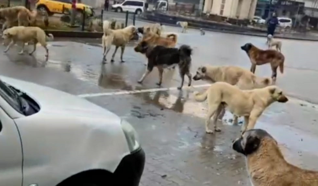 Alsancak İZFAŞ fuar alanında köpekler vatandaşa saldırdı