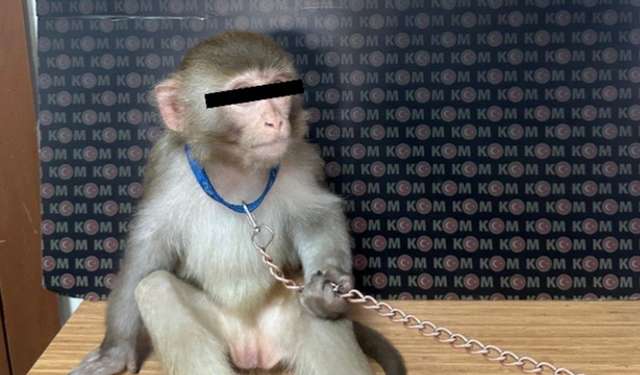Hayvan Ticaretine Darbe | Kaçak Maymun Tutuklandı