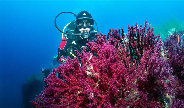 Nesli tehlikede olan mercanlar görüntülendi