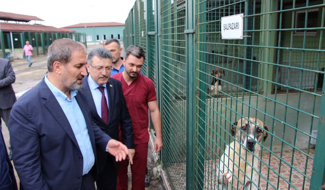 AK Partili Şen'den ilginç açıklama: "Kuçu kuçulara zarar gelmeyecek"