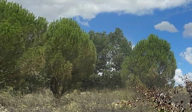 Denizli'de ormana girilmesi 5 ay boyunca yasaklandı