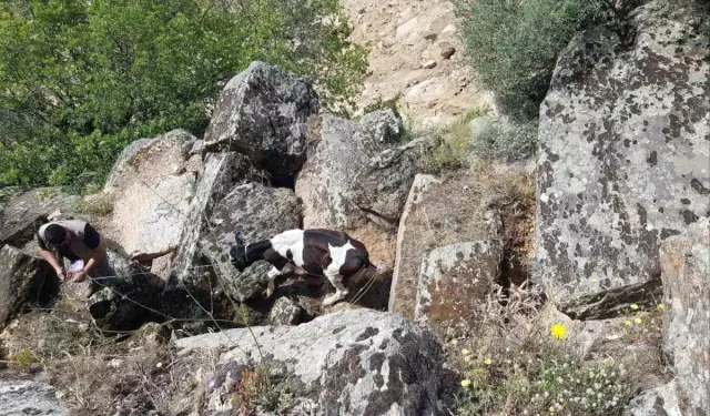 Aydın’da kaybolan büyükbaş hayvanlar drone ile bulundu