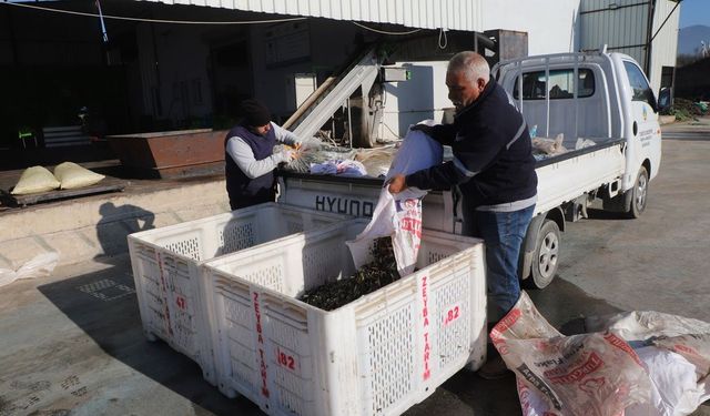 Turgutlu’nun zeytinlerinden 1500 litre bereket