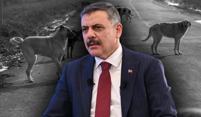 Bakan Çiftçi, sokak hayvanları sorununun tamamen çözümü için tarihi verdi
