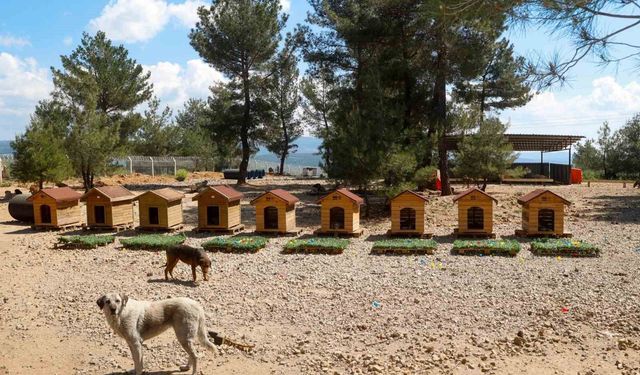 Uşak Belediyesi Başkan Vekili Özkan’dan hayvan bakımevine ziyaret