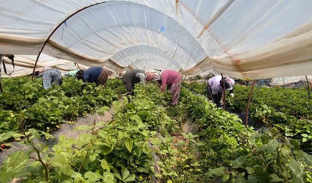 Aydın’da kavurucu sıcakta çilek mesaisi