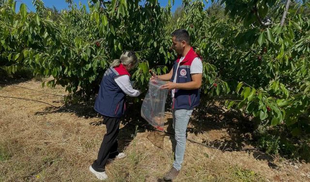 Söke’de kiraz bahçeleri denetlendi, numuneler alındı