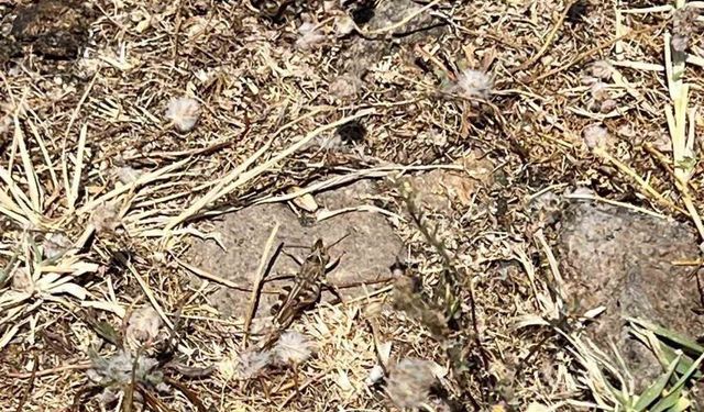 Çanakkale’de çekirge ile mücadele başlatıldı