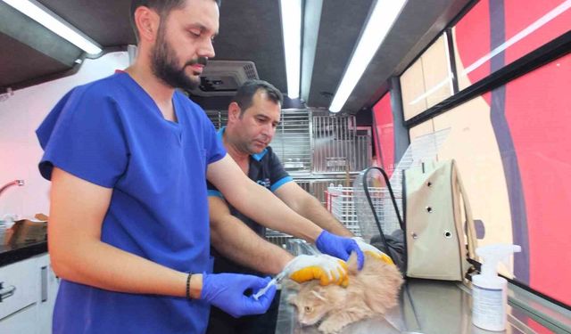 Balıkesir’de Can Dost 18 bin sokak hayvanına sağlık hizmeti verdi