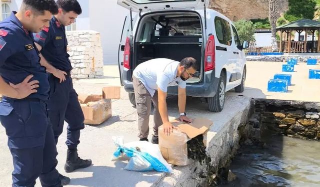Aydın’da 60 kilo canlı yengeç ele geçirildi