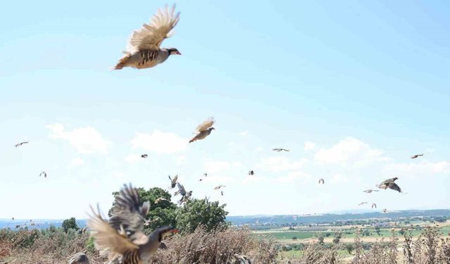 Çanakkale’de 1000 kınalı keklik doğaya salındı