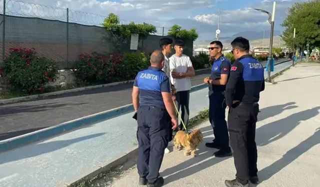 Van'da kuduz vakası sonrası 7 mahallede karantina