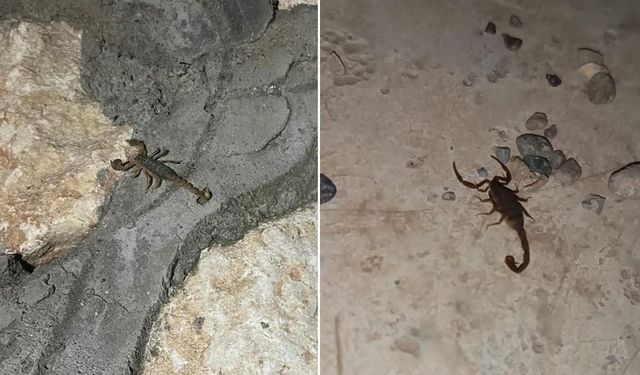Ev ve bahçelerde akrep paniği yaşanıyor
