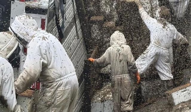 Kamyon devrildi milyonlarca arı şehre yayıldı