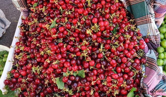 Nazilli kirazında hasat sezonu başladı