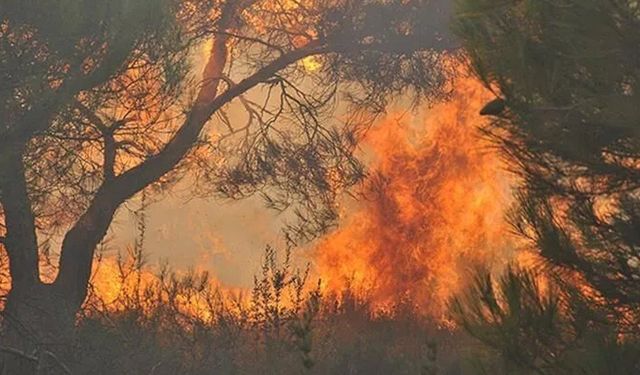 Kaş'ta orman yangınına havadan ve karadan müdahale