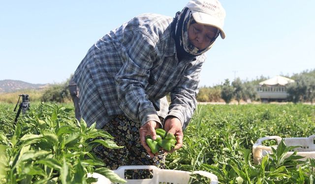 Torbalı’dan Urfa’ya biber çağrısı: "Acımızı yarıştıralım"