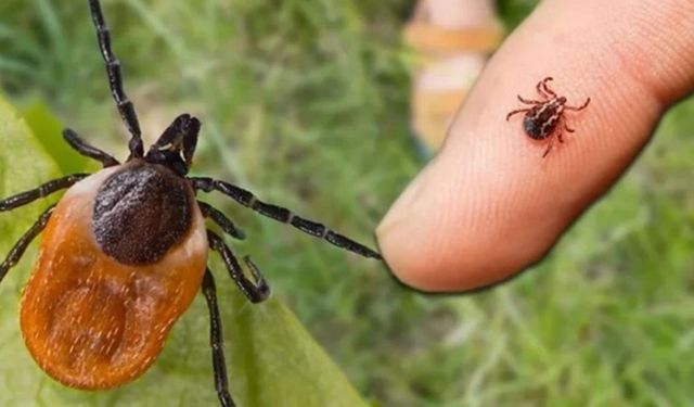 Burdur’da kene faciası! 55 yaşındaki kadın hayatını kaybetti