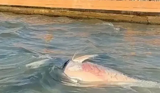 İzmir orkinos ölümleri için tüketim uyarısı
