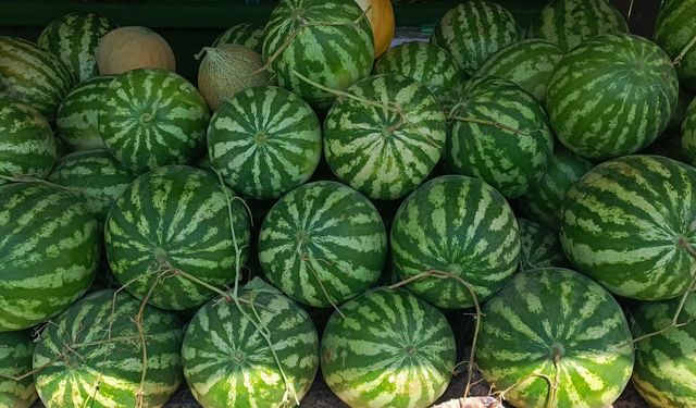 Bozdoğan karpuzunda lezzet yüksek kazanç düşük