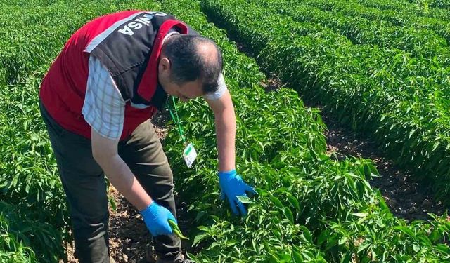 Manisa’da organik ürünlere pestisit analizleri başladı