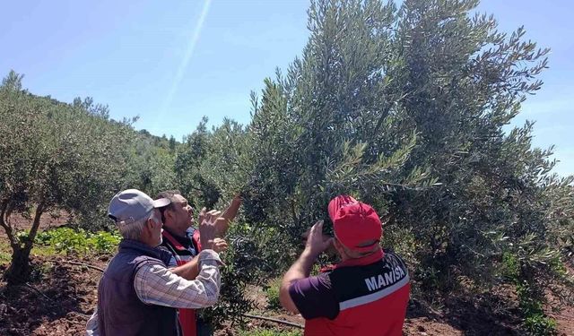 Akhisar’da zeytin üreticilerine hastalık ve zararlı uyarısı