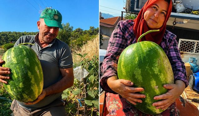 Aydın’da 550 rakımda karpuz ve balkabağı yetiştiriyorlar