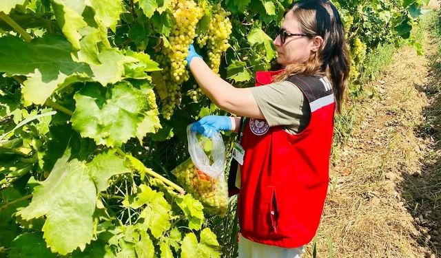 Manisa’nın organik üzümleri mercek altında