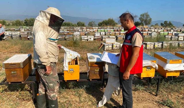 Nazilli’de arılı kovan tespit çalışmaları sürüyor