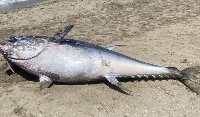 Çeşme kıyılarında orkinos ölümleri yeniden başladı