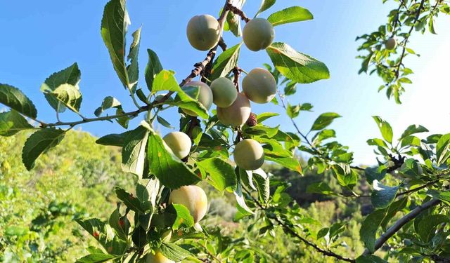 Manisa’da 138 yıllık lezzette hasat başladı