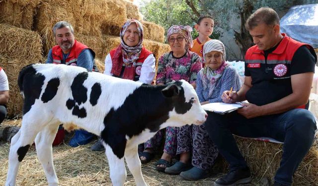 Muğla’da yeni doğan buzağı seferberliği