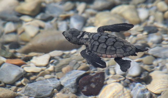 Aydın kıyılarında 214 yavru caretta denizle buluştu