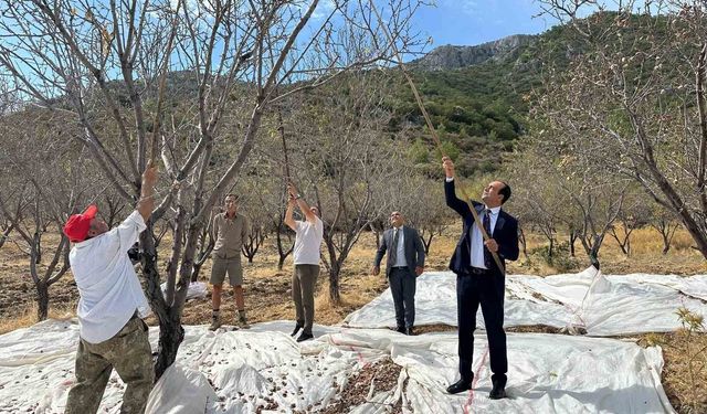 Datça’da badem hasadı sürüyor