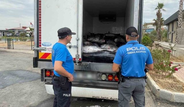 İzmir’de kaçak avlanan 3 ton mavi yüzgeçli orkinos ele geçirildi