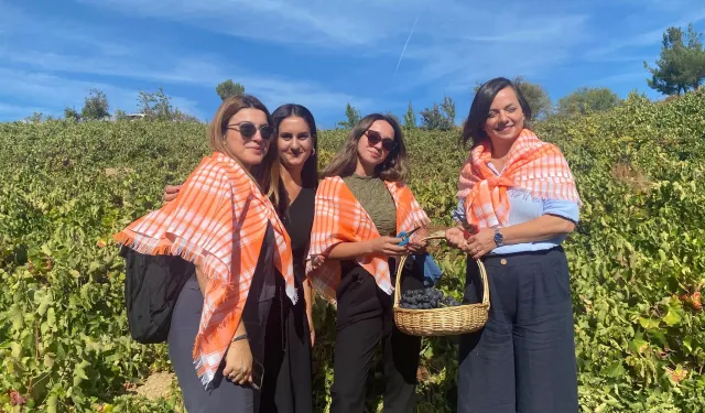 Kavacık Üzüm Festivali öncesi bağ bozumu