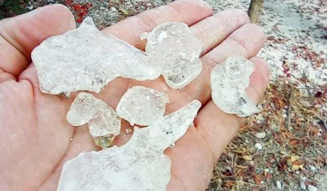 TÜGİAD Ege Şubesi’nden Çeşme Sakızına Destek