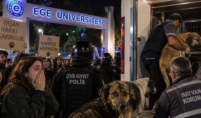 Ege Üniversitesi kampüsteki köpeklerin toplanması kararını açıkladı