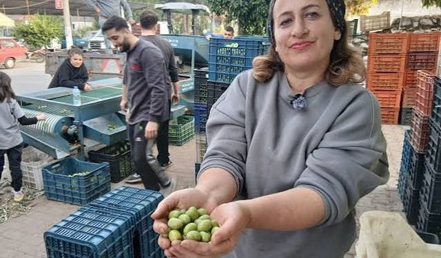 Aydınlı zeytin tüccarından zeytin fiyatlarına tepki: "Köylü biterse herkes biter"