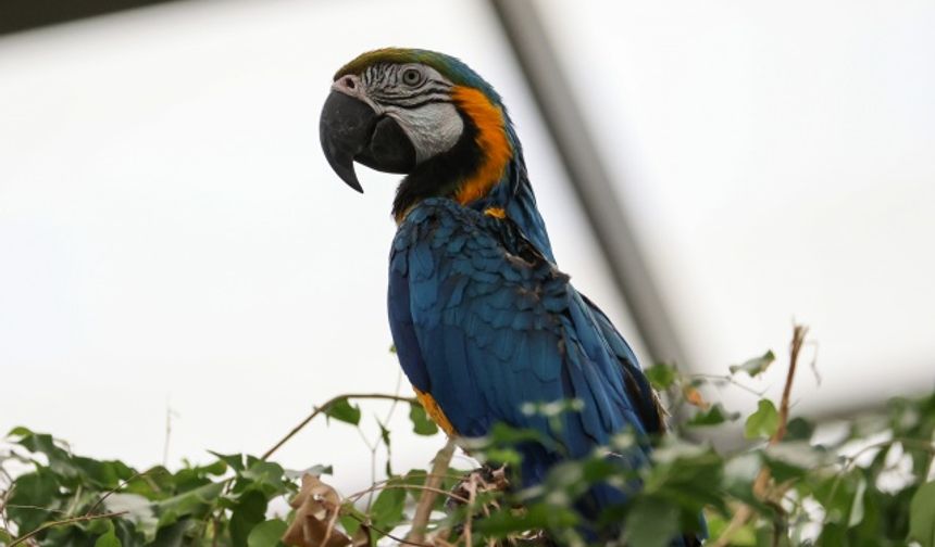 Doğal Yaşam Parkı'ndaki papağanlar renkleriyle büyülüyor