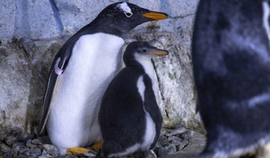 Bebek penguene yoğun ilgi