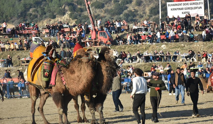 Buharkent Deve Güreşleri Festivali için geri sayım başladı