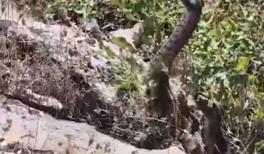 Kamerayla görüntülediği yılanın saldırısına uğradı