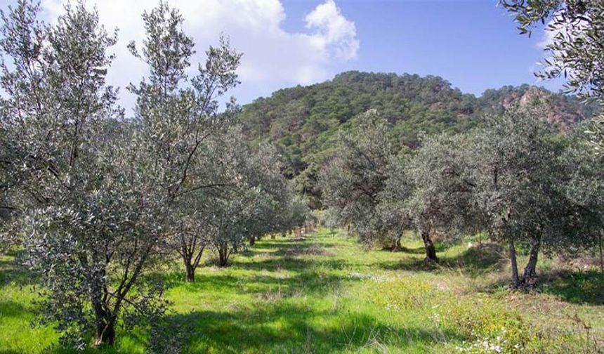 Zeytinliklere madencilik darbesi! Ekosistem, halk sağlığı ve kültürel miras yok ediliyor