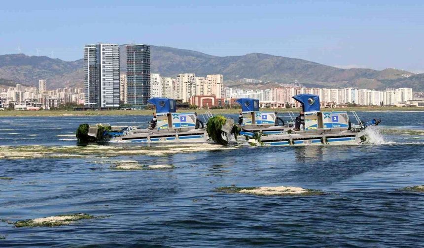 İzmir Körfezi'nde deniz marullarına karşı yoğun temizlik mesaisi