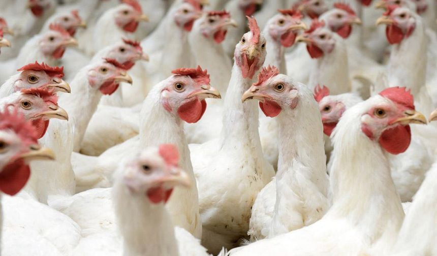 Mahkemeden beyaz et kararında dönüş