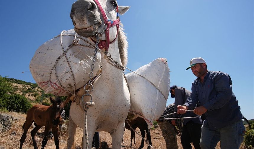 Dağlarda kekik mesaisi