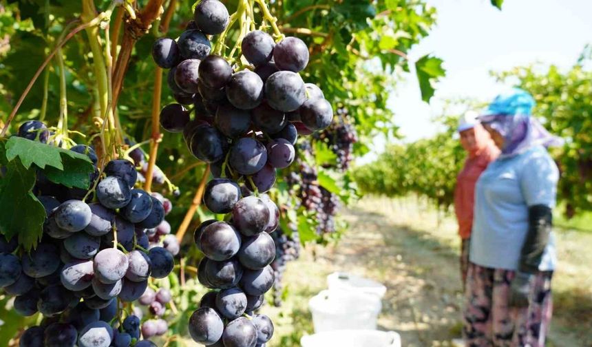 Manisa’da yaş üzüm hasadı başladı